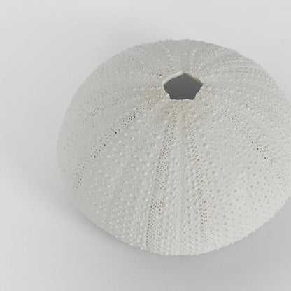 Susie White Sea Urchin 9X9X4.5CM *