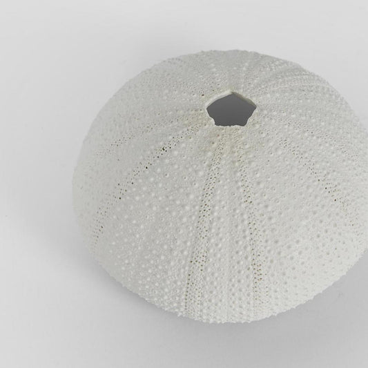 Susie White Sea Urchin 9X9X4.5CM *