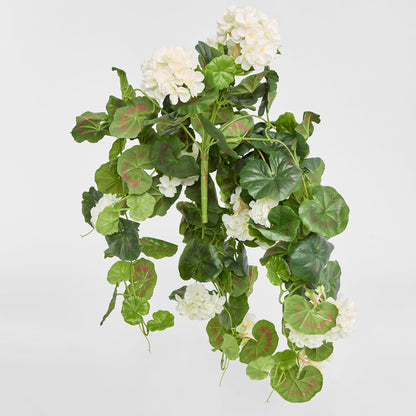 Geranium Bush Trail 60cm Cream