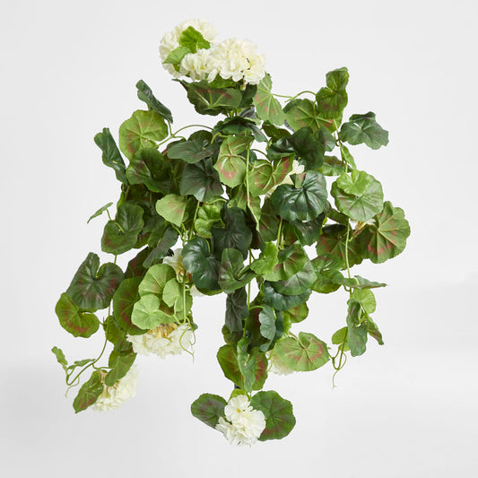 Geranium Bush Trail 60cm Cream
