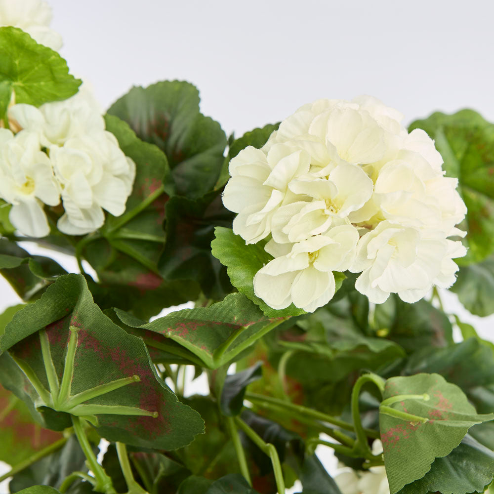 Geranium Bush Trail 60cm Cream