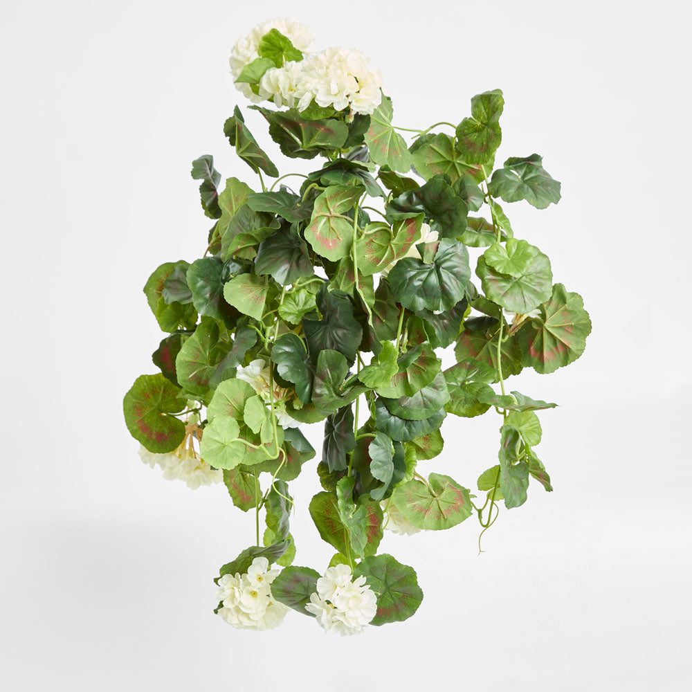 Geranium Bush Trail 60cm Cream