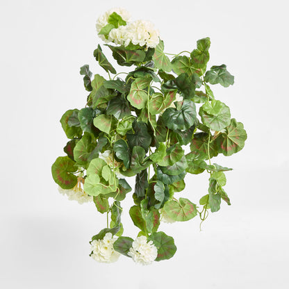 Geranium Bush Trail 60cm Cream