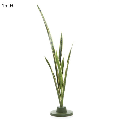 Mother-in-Law's Tongue succulent 1.05m
