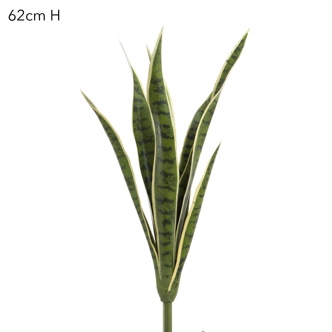 Mother-in-Law's Tongue suculent 62cm