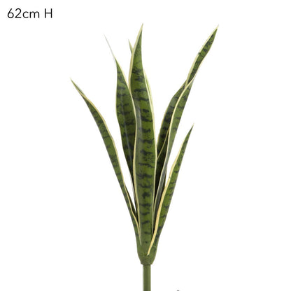 Mother-in-Law's Tongue suculent 62cm