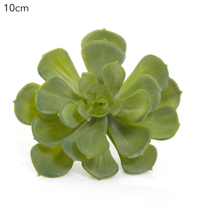 Echeveria succulent 10cm Green