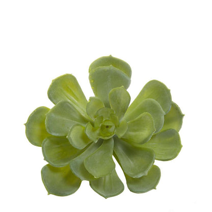 Echeveria succulent 10cm Green