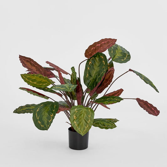 Calathea Fasciata Green and Red 65cm