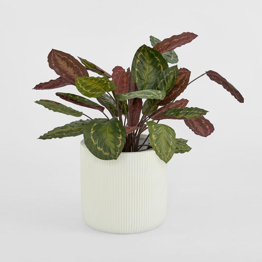 Calathea Fasciata Green and Red 65cm