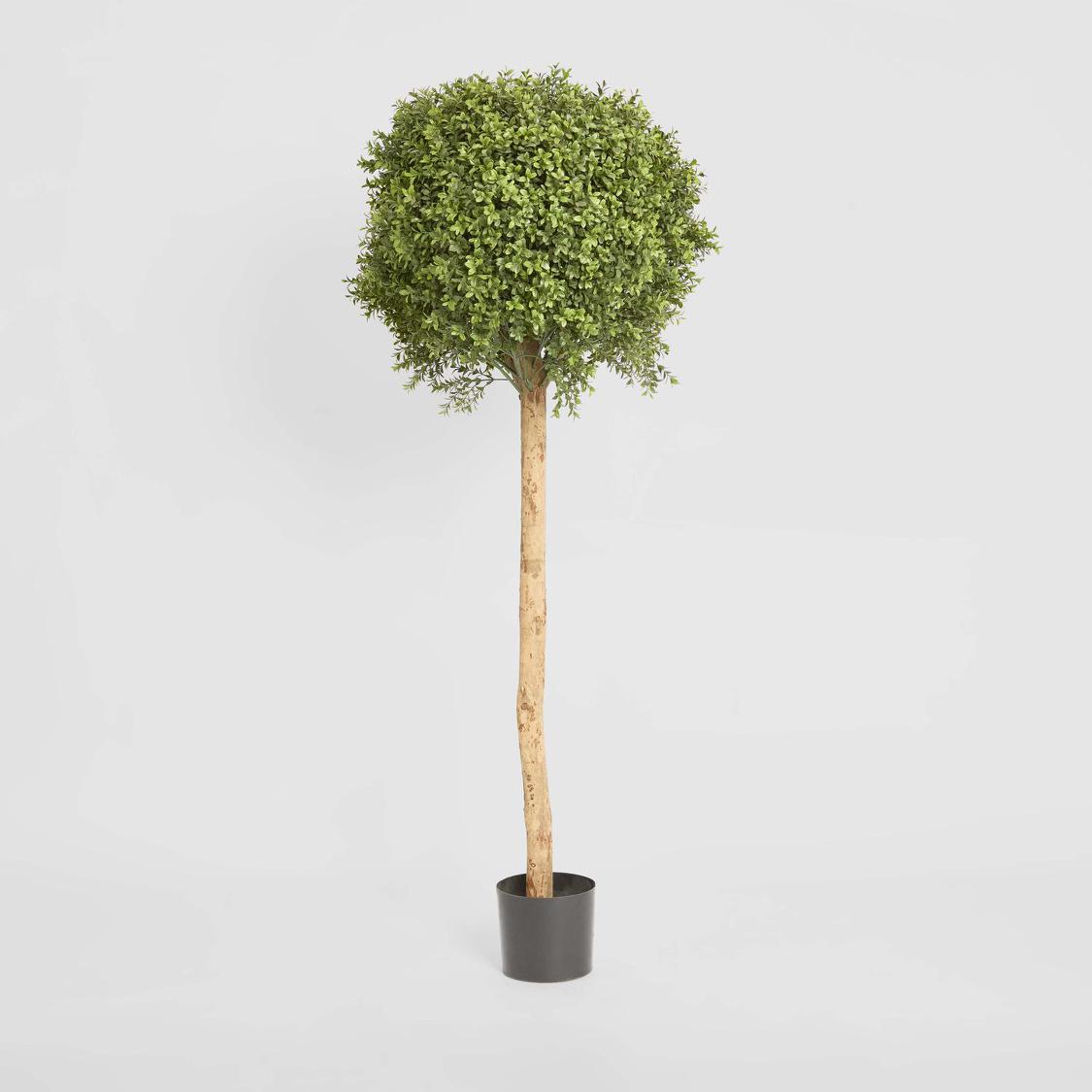 Boxwood Ball Tree 1.5m | Tree Creations – Florabelle Living