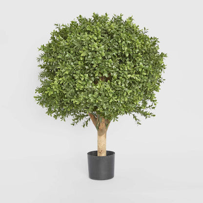 Boxwood Ball Tree 65cm