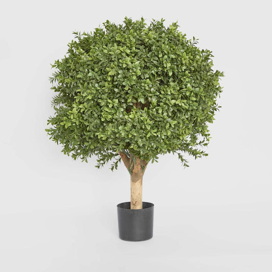 Boxwood Ball Tree 65cm