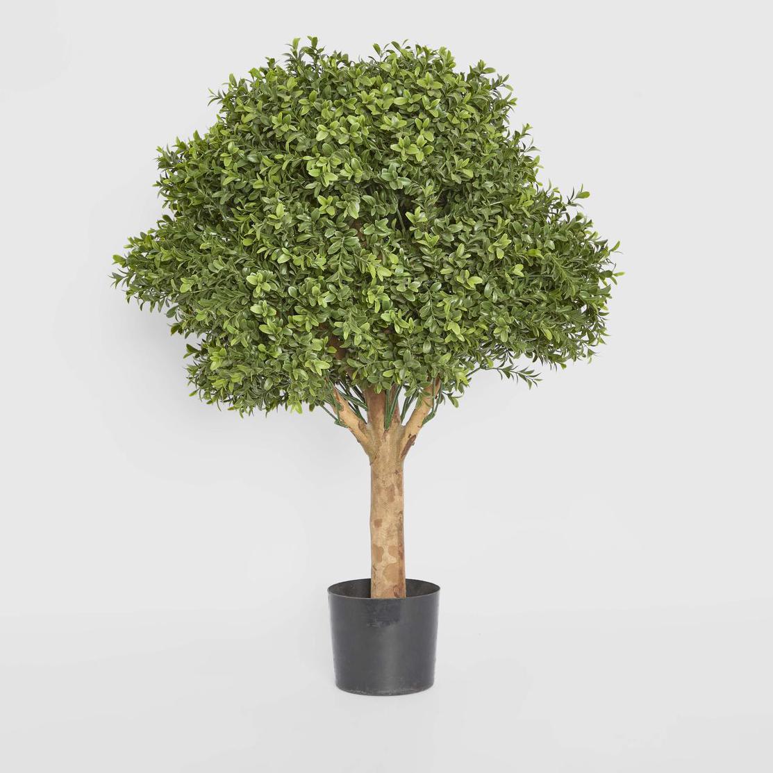 Boxwood Ball Tree 75cm
