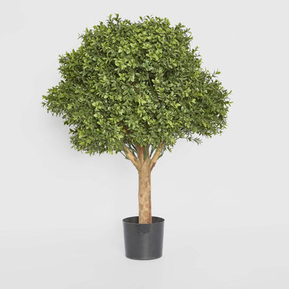 Boxwood Ball Tree 75cm