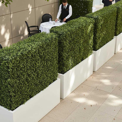 Boxwood Hedge 75x100cm