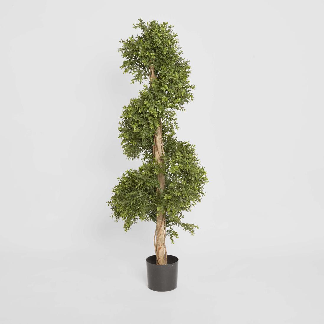 Boxwood Spiral Tree Budget 1.4m