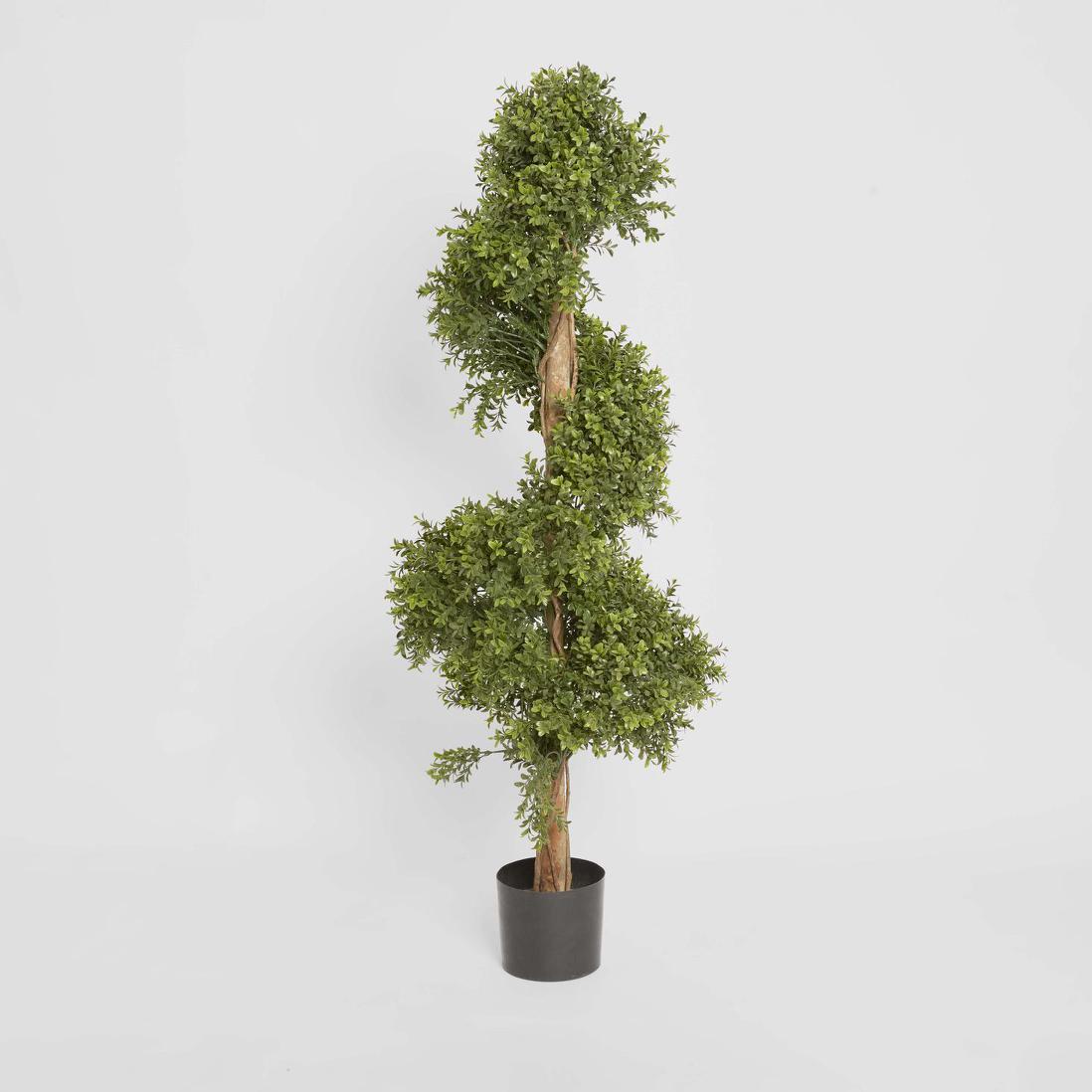 Boxwood Spiral Tree Budget 1.4m