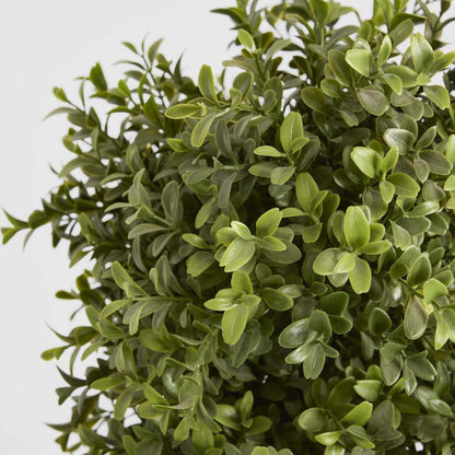 Boxwood Spiral Tree Budget 1.4m
