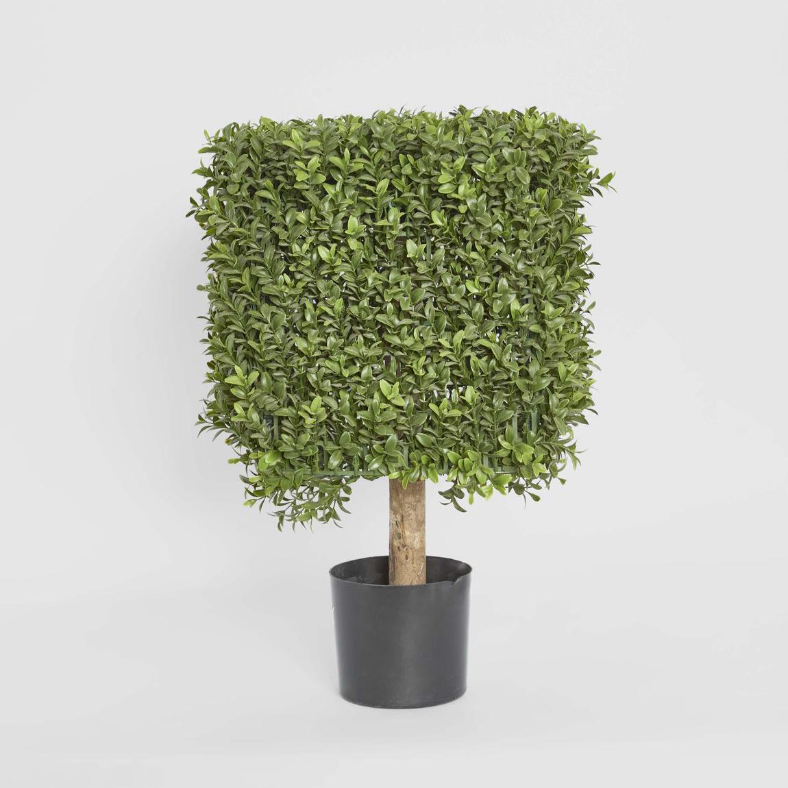 Square Boxwoods Boxwood Square Top 55cm | Tree Creations – Florabelle Living