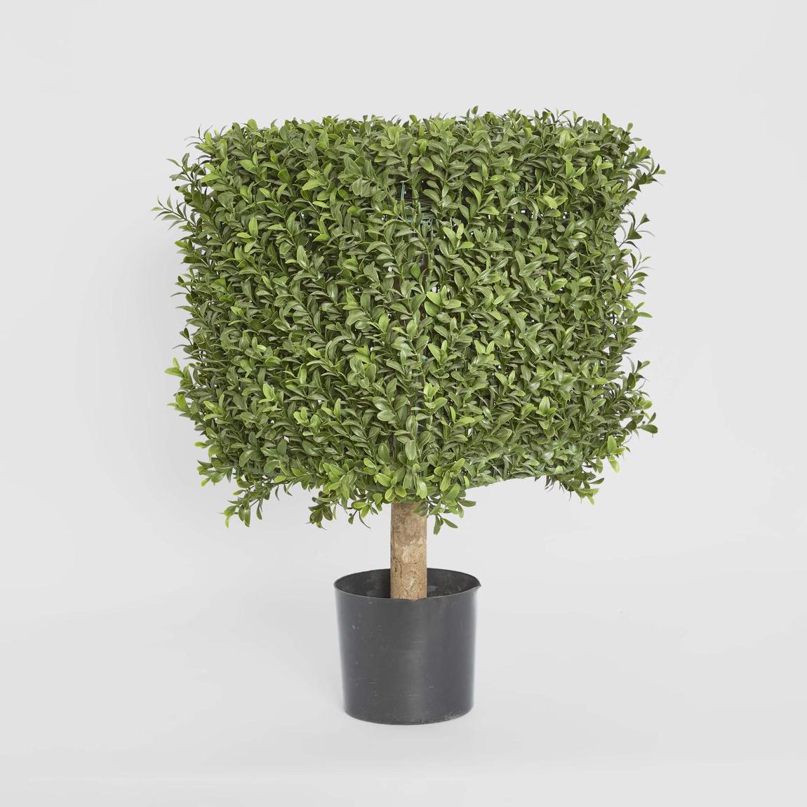Boxwood Square Top 55cm