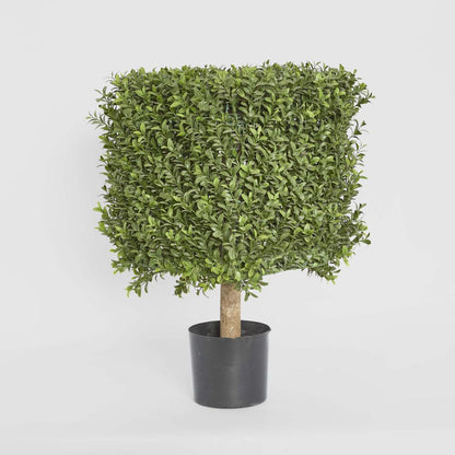 Boxwood Square Top 55cm