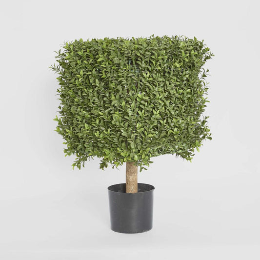 Boxwood Square Top 55cm