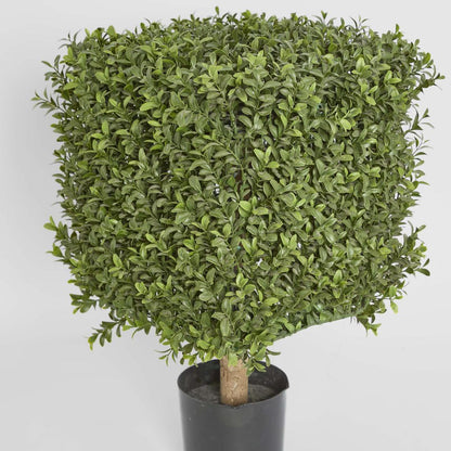 Boxwood Square Top 55cm