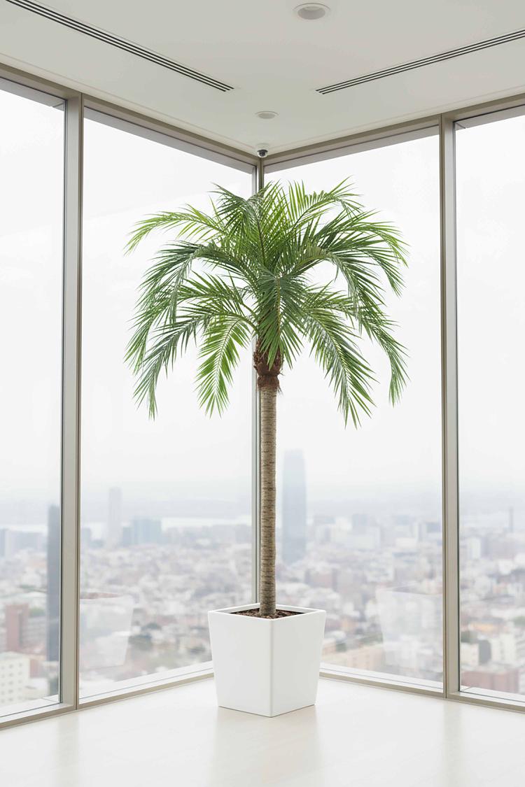 Coconut Palm 4.5m