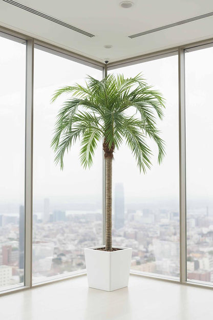 Coconut Palm 4.5m