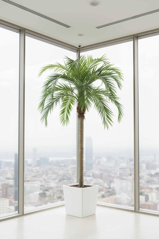 Coconut Palm 4.5m