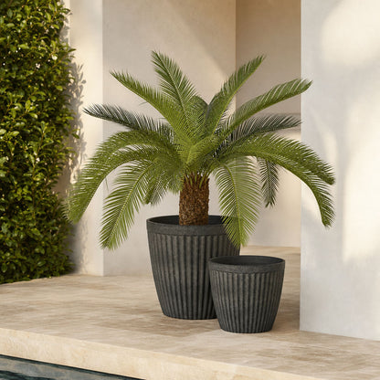 Cycad Palm 80cm