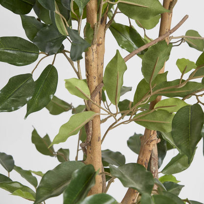 Ficus 1.2m