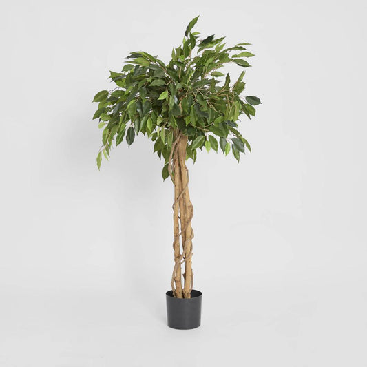 Ficus Ball Tree 1.2m