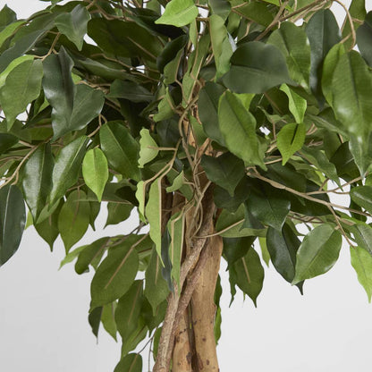 Ficus Ball Tree 1.2m