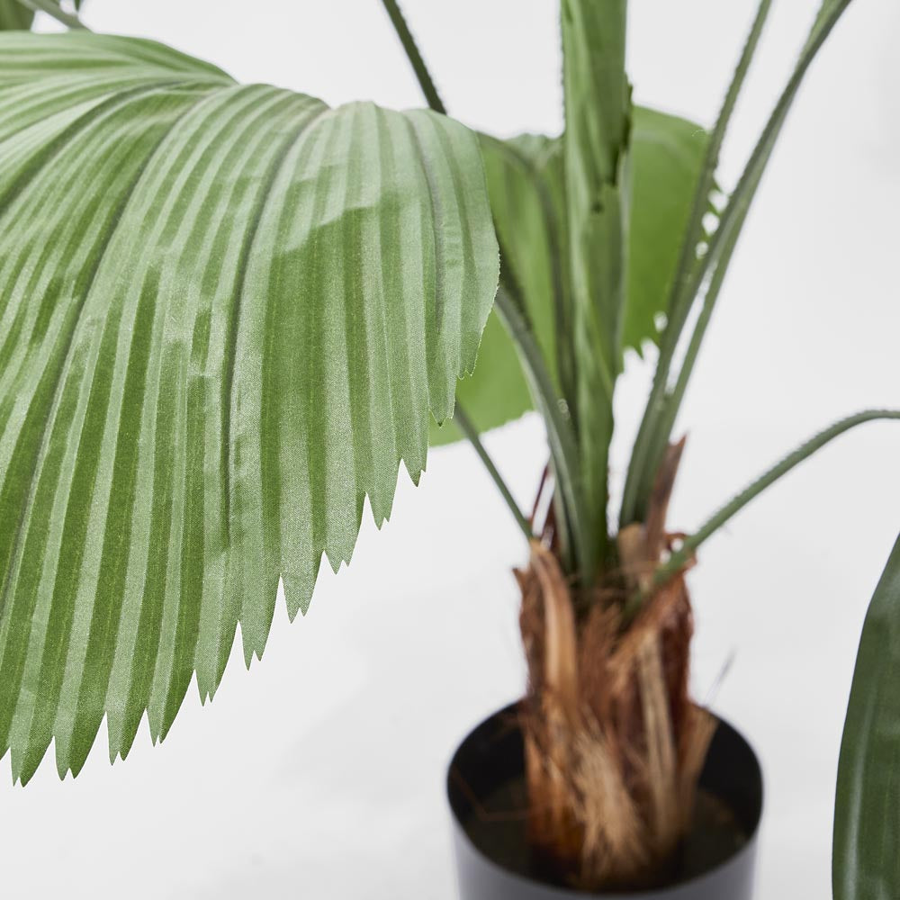 Fan Palm 1.22m