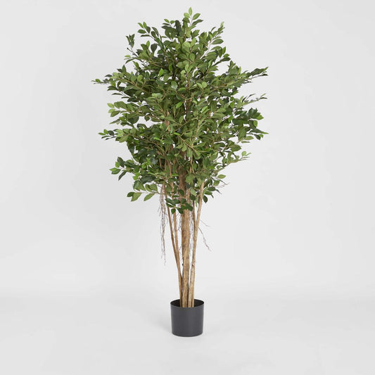 Ficus Retusa 1.8m