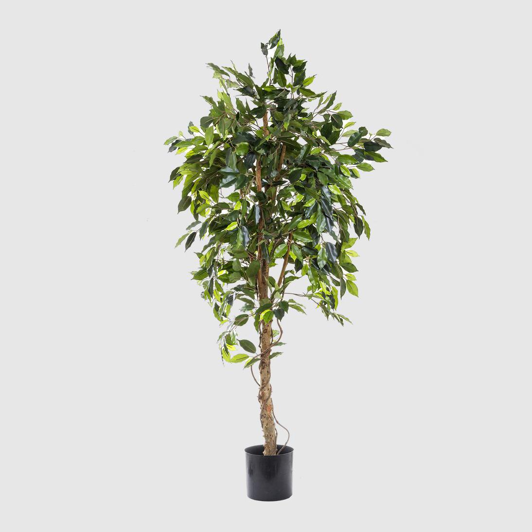 Ficus Vine Tree 1.8m – Florabelle Living