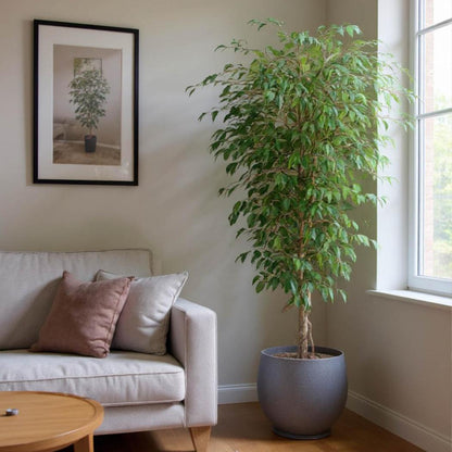 Ficus Vine Tree 1.8m