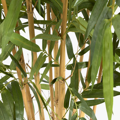 Giant Bamboo Tree 2.4m