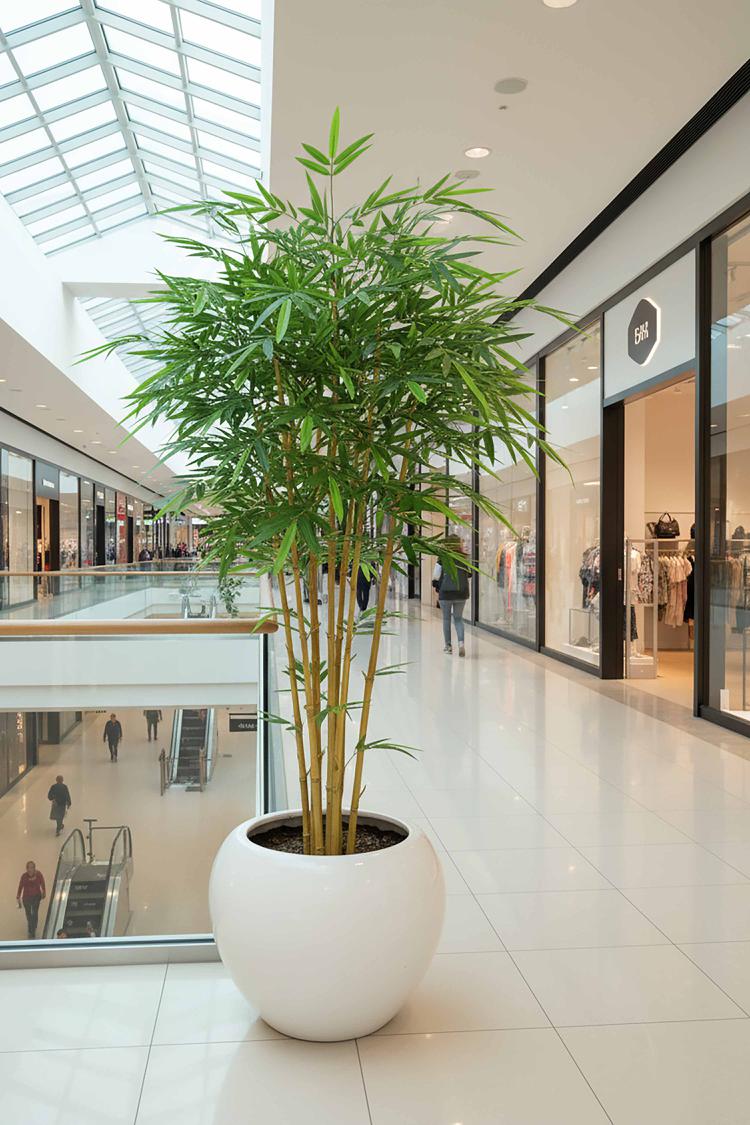 Japanese Bamboo Tree 1.6m