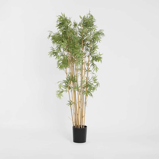 Japanese Bamboo Tree 1.9m