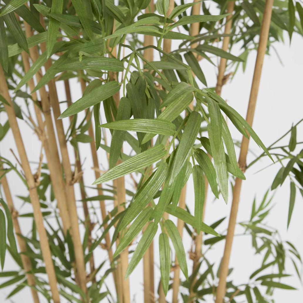 Japanese Bamboo Tree 1.9m