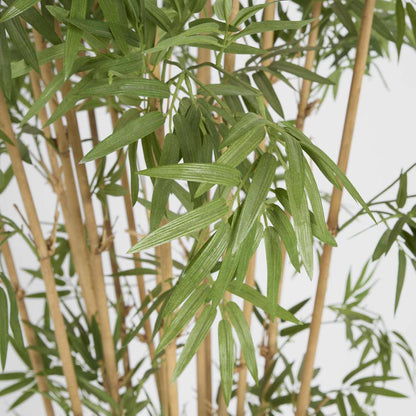 Japanese Bamboo Tree 1.9m
