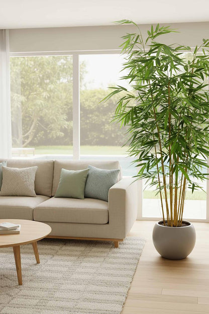 Japanese Bamboo Tree 1.9m