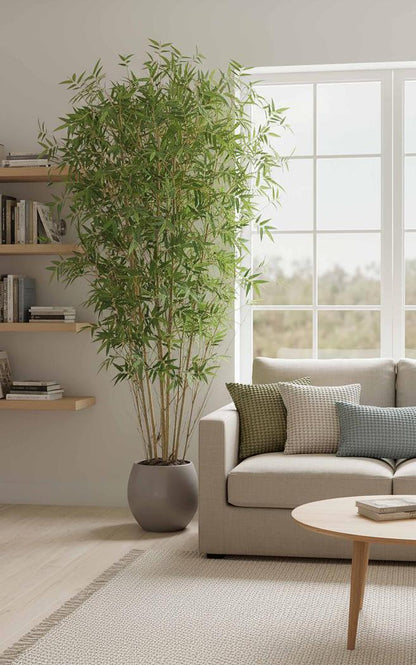 Japanese Bamboo Tree 1.9m