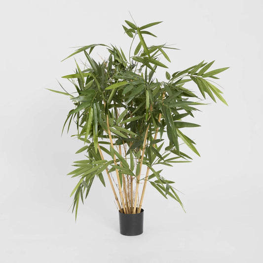 New Bamboo Tree 1m