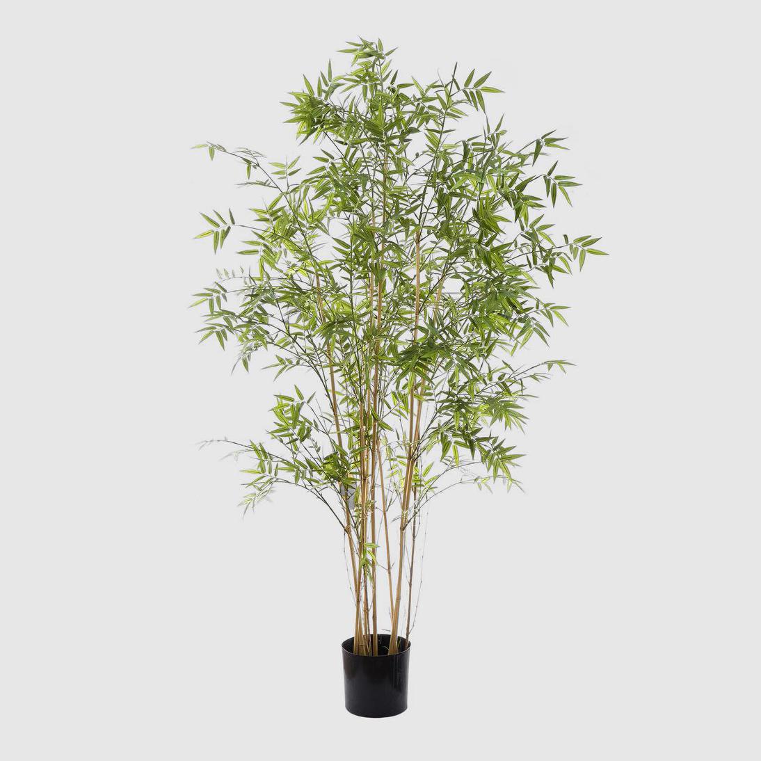Oriental Bamboo Tree 1.9m