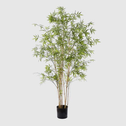 Oriental Bamboo Tree 1.9m