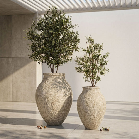 Olive Tree 1.5m